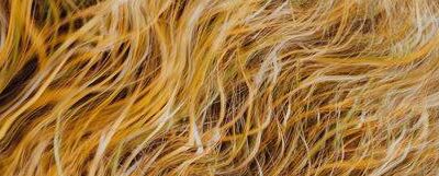 Parhelia/o: A Sacred Chamber Performance – Dan