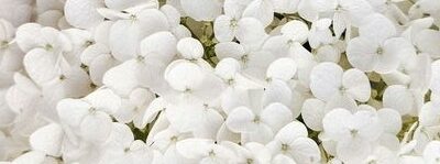 Une expérience psychique – Moghan (French)